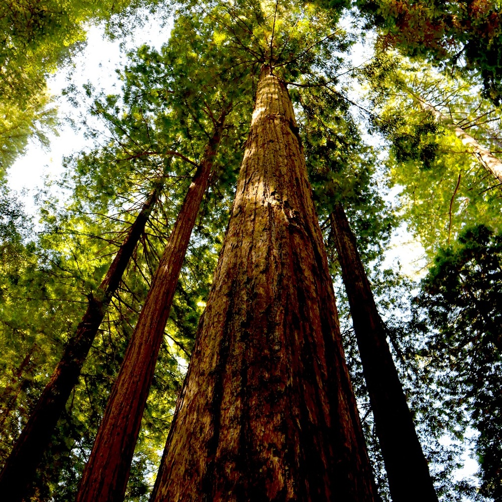 Meet your Posher, Kaori